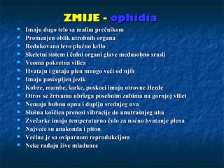 ZMIJE -ZMIJE - ophidiaophidia
 Imaju dugo telo sa malim prečnikomImaju dugo telo sa malim prečnikom
 Promenjen oblik utrobnih organaPromenjen oblik utrobnih organa
 Redukovano levo plućno kriloRedukovano levo plućno krilo
 Skeletni sistem i čulni organi glave međusobno srasliSkeletni sistem i čulni organi glave međusobno srasli
 Veoma pokretna vilicaVeoma pokretna vilica
 Hvataju i gutaju plen mnogo veći od njihHvataju i gutaju plen mnogo veći od njih
 Imaju pascepljen jezikImaju pascepljen jezik
 Kobre, mambe, šarke, poskoci imaju otrovne žlezdeKobre, mambe, šarke, poskoci imaju otrovne žlezde
 Otrov se žrtvama ubrizga posebnim zubima na gornjoj viliciOtrov se žrtvama ubrizga posebnim zubima na gornjoj vilici
 Nemaju bubnu opnu i duplju srednjeg uvaNemaju bubnu opnu i duplju srednjeg uva
 Slušna koščica prenosi vibracije do unutrašnjeg uhaSlušna koščica prenosi vibracije do unutrašnjeg uha
 Zvečarke imaju temperaturno čulo za noćno hvatanje plenaZvečarke imaju temperaturno čulo za noćno hvatanje plena
 Najveće su anakonda i pitonNajveće su anakonda i piton
 Većina je sa oviparnom reprodukcijomVećina je sa oviparnom reprodukcijom
 Neke rađaju žive mladunceNeke rađaju žive mladunce
 