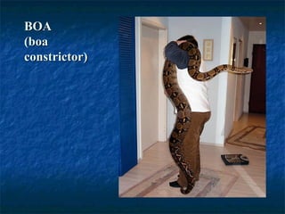 BOABOA
(boa(boa
constrictor)constrictor)
 