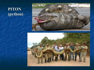 PITONPITON
(python)(python)
 
