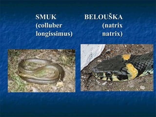 SMUK BELOUŠKASMUK BELOUŠKA
(colluber (natrix(colluber (natrix
longissimus) natrix)longissimus) natrix)
 