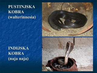 PUSTINJSKAPUSTINJSKA
KOBRAKOBRA
(walterinnesia)(walterinnesia)
INDIJSKAINDIJSKA
KOBRAKOBRA
(naja naja)(naja naja)
 