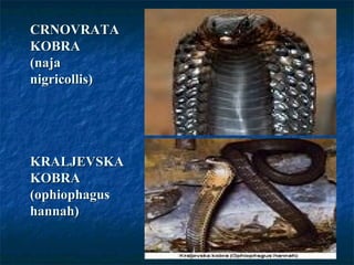 CRNOVRATACRNOVRATA
KOBRAKOBRA
(naja(naja
nigricollis)nigricollis)
KRALJEVSKAKRALJEVSKA
KOBRAKOBRA
(ophiophagus(ophiophagus
hannah)hannah)
 