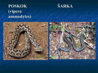 POSKOK ŠARKAPOSKOK ŠARKA
(vipera(vipera
ammodytes)ammodytes)
 