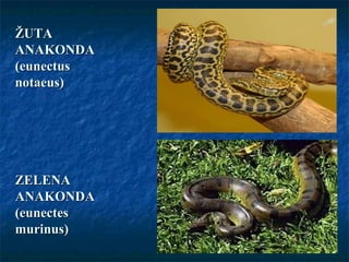 ŽUTAŽUTA
ANAKONDAANAKONDA
(eunectus(eunectus
notaeus)notaeus)
ZELENAZELENA
ANAKONDAANAKONDA
(eunectes(eunectes
murinus)murinus)
 