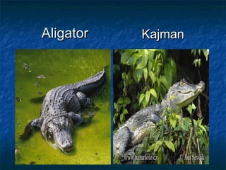 AligatorAligator KajmanKajman
 
