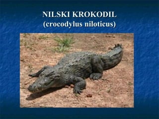 NILSKI KROKODILNILSKI KROKODIL
(crocodylus niloticus)(crocodylus niloticus)
 