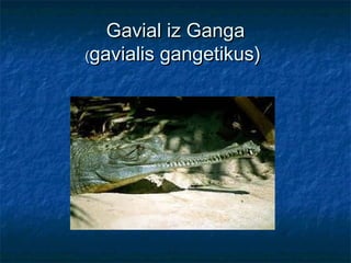 Gavial iz GangaGavial iz Ganga
((gavialis gangetikus)gavialis gangetikus)
 