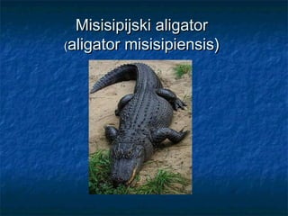 Misisipijski aligatorMisisipijski aligator
((aligator misisipiensis)aligator misisipiensis)
 