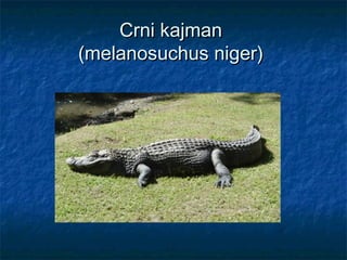 Crni kajmanCrni kajman
(melanosuchus niger)(melanosuchus niger)
 