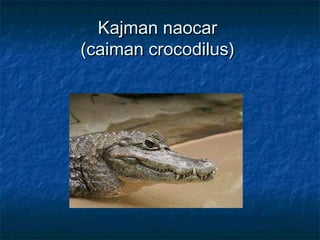 Kajman naocarKajman naocar
(caiman crocodilus)(caiman crocodilus)
 