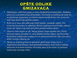 OPŠTE ODLIKEOPŠTE ODLIKE
GMIZAVACAGMIZAVACA
 Objedinjuju veliki broj grupa sa malo zajedničkih karakteristika. Međutim,Objedinjuju veliki broj grupa sa malo zajedničkih karakteristika. Međutim,
gmizavci su posebna grupa kičmenjaka. Od ostalih se razlikuju po tome štogmizavci su posebna grupa kičmenjaka. Od ostalih se razlikuju po tome što
su ektotermni organizmi, sa niskom stopom metabolizma i bez tvorevinasu ektotermni organizmi, sa niskom stopom metabolizma i bez tvorevina
kože koje sprečavaju gubitak toplote.kože koje sprečavaju gubitak toplote.
 Koža im je suva, telo pokrivaju rožne krljušti , ponekad i ploče. OveKoža im je suva, telo pokrivaju rožne krljušti , ponekad i ploče. Ove
tvorevine povremeno se odbacuju. Rožna supstanca stvara bodlje, nabore,tvorevine povremeno se odbacuju. Rožna supstanca stvara bodlje, nabore,
kreste itd. Ispod ovog sloja kod nekih postoje koštane ploče.kreste itd. Ispod ovog sloja kod nekih postoje koštane ploče.
 Osnovni čulni organi su oči. Mnogi gušteri imaju neparno oko. PoredOsnovni čulni organi su oči. Mnogi gušteri imaju neparno oko. Pored
mirisnih organa, posebno su važni dodatni mirisni organi, npr kod zmija.mirisnih organa, posebno su važni dodatni mirisni organi, npr kod zmija.
Kod njih je redukovano srednje uvo sa slušnom koščicom. Iako nisu gluvi,Kod njih je redukovano srednje uvo sa slušnom koščicom. Iako nisu gluvi,
dobro osećeju vibracije tla.dobro osećeju vibracije tla.
 Mnogi su zadržali primitivni petoprsni ekstremitet. Imaju otvor uMnogi su zadržali primitivni petoprsni ekstremitet. Imaju otvor u
slepoočnom delu lobanje. Kod današnjih kornjača, bočni delovi lobanjeslepoočnom delu lobanje. Kod današnjih kornjača, bočni delovi lobanje
pokriveni su kožnim kostima. Otvaranje jama je povezano sa jačanjempokriveni su kožnim kostima. Otvaranje jama je povezano sa jačanjem
mišića koji zatvaraju vilice.mišića koji zatvaraju vilice.
 