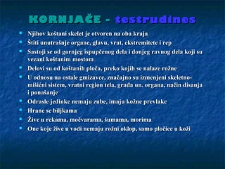 KORNJAČE -KORNJAČE - testrudinestestrudines
 Njihov koštani skelet je otvoren na oba krajaNjihov koštani skelet je otvoren na oba kraja
 Štiti unutrašnje organe, glavu, vrat, ekstremitete i repŠtiti unutrašnje organe, glavu, vrat, ekstremitete i rep
 Sastoji se od gornjeg ispupčenog dela i donjeg ravnog dela koji suSastoji se od gornjeg ispupčenog dela i donjeg ravnog dela koji su
vezani koštanim mostomvezani koštanim mostom
 Delovi su od koštanih ploča, preko kojih se nalaze rožneDelovi su od koštanih ploča, preko kojih se nalaze rožne
 U odnosu na ostale gmizavce, značajno su izmenjeni skeletno-U odnosu na ostale gmizavce, značajno su izmenjeni skeletno-
mišićni sistem, vratni region tela, građa un. organa, način disanjamišićni sistem, vratni region tela, građa un. organa, način disanja
i ponašanjei ponašanje
 Odrasle jedinke nemaju zube, imaju kožne prevlakeOdrasle jedinke nemaju zube, imaju kožne prevlake
 Hrane se biljkamaHrane se biljkama
 Žive u rekama, močvarama, šumama, morimaŽive u rekama, močvarama, šumama, morima
 One koje žive u vodi nemaju rožni oklop, samo pločice u kožiOne koje žive u vodi nemaju rožni oklop, samo pločice u koži
 