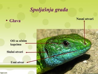 Spoljašnja građa
Glava
Oči sa očnim
kapcima
Nosni otvori
Slušni otvori
Usni otvor
 