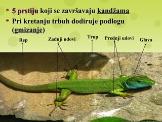 5 prstiju5 prstiju koji se završavajukoji se završavaju kandžamakandžama
Pri kretanju trbuh dodiruje podloguPri kretanju trbuh dodiruje podlogu
((gmizanjegmizanje))
Rep Zadnji udovi Trup Prednji udovi Glava
 
