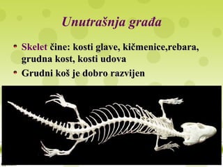 Unutrašnja građa
Skelet čine: kosti glave, kičmenice,rebara,čine: kosti glave, kičmenice,rebara,
grudna kost, kosti udovagrudna kost, kosti udova
Grudni koš je dobro razvijenGrudni koš je dobro razvijen
 