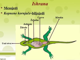 Ishrana
Mesojedi
Kopnene kornjače-biljojedi
Usni otvor
Ždrelo
Jednjak
Želudac
Crevo Kloaka
 