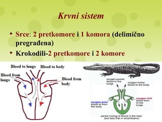 Krvni sistem
Srce: 2 pretkomore i 1 komora (delimično
pregrađena)
Krokodili-2 pretkomore i 2 komore
 