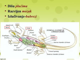 DišuDišu plućima
RazvijenRazvijen mozak
IzlučivanjeIzlučivanje-bubrezi
 