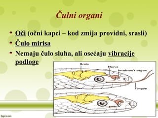 Čulni organi
OčiOči (očni kapci – kod zmija providni, srasli)
Čulo mirisaČulo mirisa
Nemaju čulo sluha, ali osećaju vibracije
podloge
 