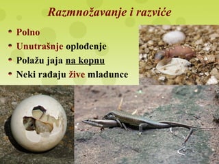 Razmnožavanje i razviće
Polno
Unutrašnje oplođenje
Polažu jaja na kopnu
Neki rađaju žive mladunce
 