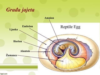 Građa jajeta
Žumance
Alantois
Horion
Ljuska
Embrion
Amnion
 