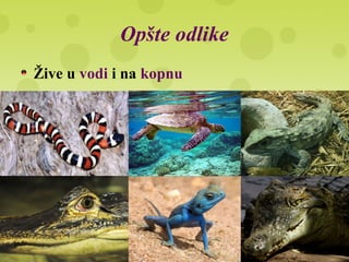Opšte odlike
Žive u vodi i na kopnu
 