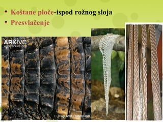 Koštane ploče-ispod rožnog sloja
Presvlačenje
 