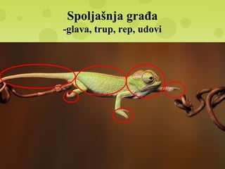 Spoljašnja građa
-glava, trup, rep, udovi
 