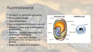 Razmnožavanje
• Gmizavci se razmnožavaju polno.
• Parne polne žlezde.
• Polni dimorfizam.
• Jaja sa kožastom ili čvrstom opnom.
• Amnion – opna koja gradi šupljinu
sa tečnošću.
• Alantois – kesasta opna koja služi
za disanje i izlučivanje.
• Horion – opna koja obavija
prethodne dve i propusna je za
gasove.
• Mogu biti oviparni ili viviparni.
 