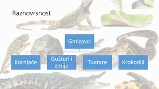 Raznovrsnost
Gmizavci
Kornjače
Gušteri i
zmije
Tuatare Krokodili
 