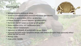 Kornjače
• Njihova osnovna osobina je oklop.
• Sastoji se od koštanih ploča presvučenih rožnim prevlakama.
• Za oklop su vezana rebra, kičma i grudna kost
→ Pokreti disanja uz pomoć trbušnih i grudnih mišića.
• Ramenski i karlični pojas su unutar grudnog koša!
• Dobro razvijen miris, vid i razlikovanje boja.
• Imaju usporen metabolizam.
• Uglavnom su biljojedi, ali postoji jedna grupa lovaca.
• Kopnene kornjače imaju ispupčene oklope, dok vodene kornjače imaju pljosnatiji oklop i
udove koji liče na vesla.
• Nemaju zube.
• Imaju prste i kandže.
 