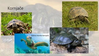 Kornjače
Šumska kornjača
Grčka kornjača
Barska kornjača
Zelena morska kornjača
 