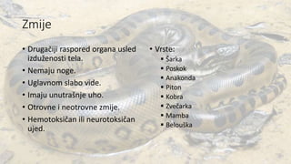 Zmije
• Drugačiji raspored organa usled
izduženosti tela.
• Nemaju noge.
• Uglavnom slabo vide.
• Imaju unutrašnje uho.
• Otrovne i neotrovne zmije.
• Hemotoksičan ili neurotoksičan
ujed.
• Vrste:
 Šarka
 Poskok
 Anakonda
 Piton
 Kobra
 Zvečarka
 Mamba
 Belouška
 