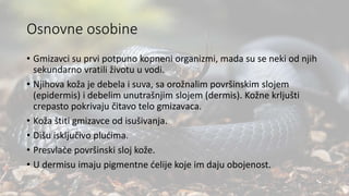 Osnovne osobine
• Gmizavci su prvi potpuno kopneni organizmi, mada su se neki od njih
sekundarno vratili životu u vodi.
• Njihova koža je debela i suva, sa orožnalim površinskim slojem
(epidermis) i debelim unutrašnjim slojem (dermis). Kožne krljušti
crepasto pokrivaju čitavo telo gmizavaca.
• Koža štiti gmizavce od isušivanja.
• Dišu isključivo plućima.
• Presvlače površinski sloj kože.
• U dermisu imaju pigmentne ćelije koje im daju obojenost.
 