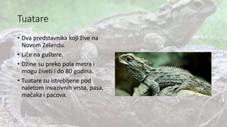 Tuatare
• Dva predstavnika koji žive na
Novom Zelandu.
• Liče na guštere.
• Džine su preko pola metra i
mogu živeti i do 80 godina.
• Tuatare su istrebljene pod
naletom invazivnih vrsta, pasa,
mačaka i pacova.
 