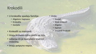 Krokodili
• U krokodile spadaju familije:
• Aligatora i kajmana
• Krokodila
• Gavijala.
• Krokodili su mesojedi.
• Imaju koštano-rožne ploče na telu.
• Lobanja im je naoružana snažnim
mišićima.
• Imaju potpuno nepce.
• Vrste:
• Gavijal
• Nilski krokodil
• Aligator
• Kajman
• Estuarski krokodil
 