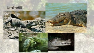 Krokodili
 