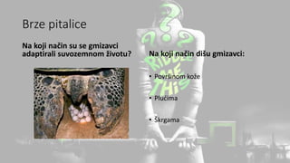 Brze pitalice
Na koji način su se gmizavci
adaptirali suvozemnom životu? Na koji način dišu gmizavci:
• Površinom kože
• Plućima
• Škrgama
 