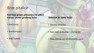 Brze pitalice
Kod koje grupe gmizavaca se udovi
nalaze unuter grudnog koša:
• Kod Zmija
• Kod Kornjača
• Kod Tuatara
Amnion je opna koja:
• Obavija embrion
• Koja služi za disanje i izlučivanje
• Koja obavija sve embrionalne opne
 