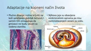 Adaptacije na kopneni način života
• Plućno disanje i rožne krljušti na
koži sprečavaju gubitak tečnosti i
samim tim omogućuju da
gmizavci ne budu vezani za
vodena staništa.
• Njihova jaja su obavijena
embrionalnim opnama pa nisu
razmnožavanjem vezani za vodu.
 