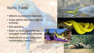 Način života
• Aktivno su pokretni organizmi.
• Imaju obično dva para nogu za
kretanje.
• Dišu plućima.
• Dobri su lovci, uglavnom su
mesojedi mada ima i biljojeda.
• Hladnokrvni su pa sunčanjem
nadoknađuju toplotu.
 