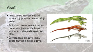 Građa
• Imaju dobro razvijen mišićni
sistem koji je vezan za unutrašnji
skelet.
• Zmije bez otrova imaju posebno
dobro razvijene mišiće trupa
kojima su u stanju da uguše svoj
plen.
• Četvoronožni gmizavci imaju
dobro razvijene mišiće udova.
 