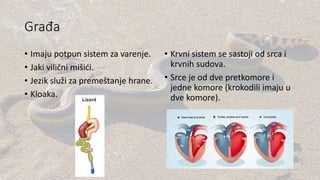 Građa
• Imaju potpun sistem za varenje.
• Jaki vilični mišići.
• Jezik služi za premeštanje hrane.
• Kloaka.
• Krvni sistem se sastoji od srca i
krvnih sudova.
• Srce je od dve pretkomore i
jedne komore (krokodili imaju u
dve komore).
 
