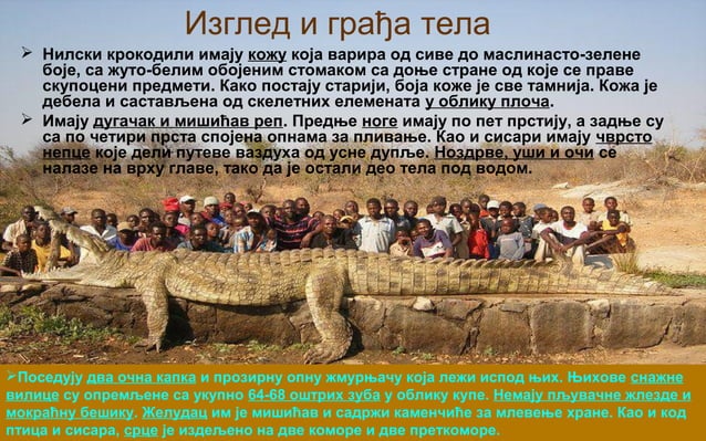 Gmizavci nilski krokodil, bogdan radivojevic | PPT