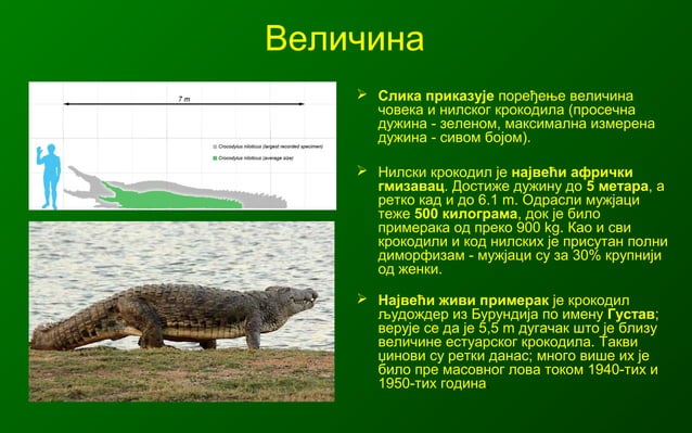 Gmizavci nilski krokodil, bogdan radivojevic | PPT