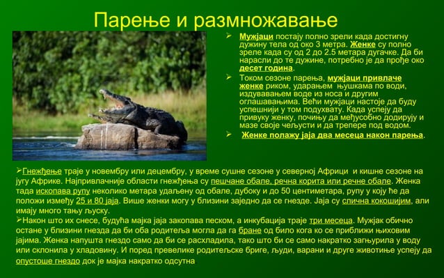 Gmizavci nilski krokodil, bogdan radivojevic | PPT