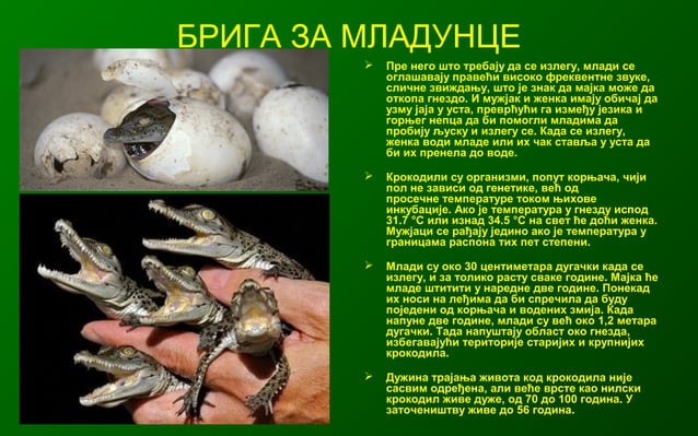 Gmizavci nilski krokodil, bogdan radivojevic | PPT