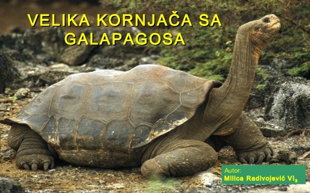 Gmizavci velika kornjaca sa galapagosa, milica radivojevic