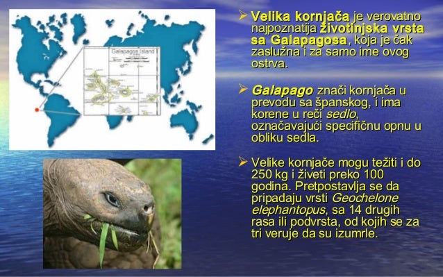 Gmizavci velika kornjaca sa galapagosa, milica radivojevic