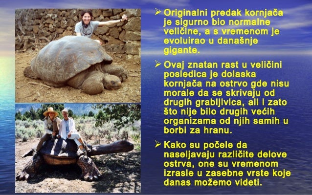 Gmizavci velika kornjaca sa galapagosa, milica radivojevic